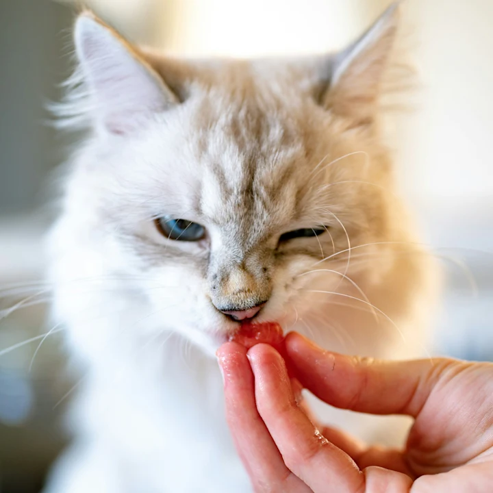 What Causes Gastritis in Cats? | Petfolk