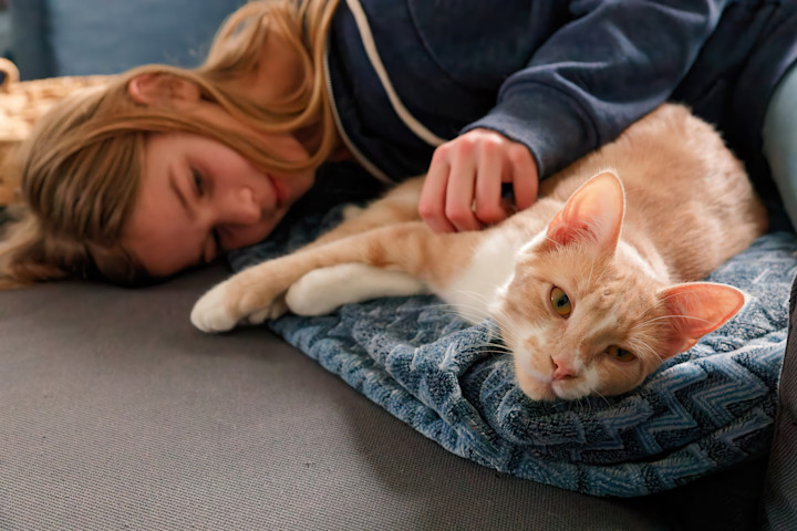 Picture of Moving with Your Cat: How to Prepare and How to Settle In | Petfolk