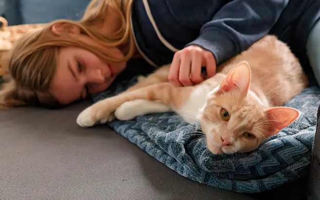 How to Calm Anxious Cats
