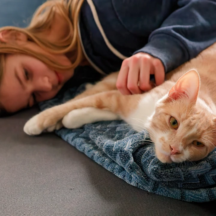 How to Calm Anxious Cats