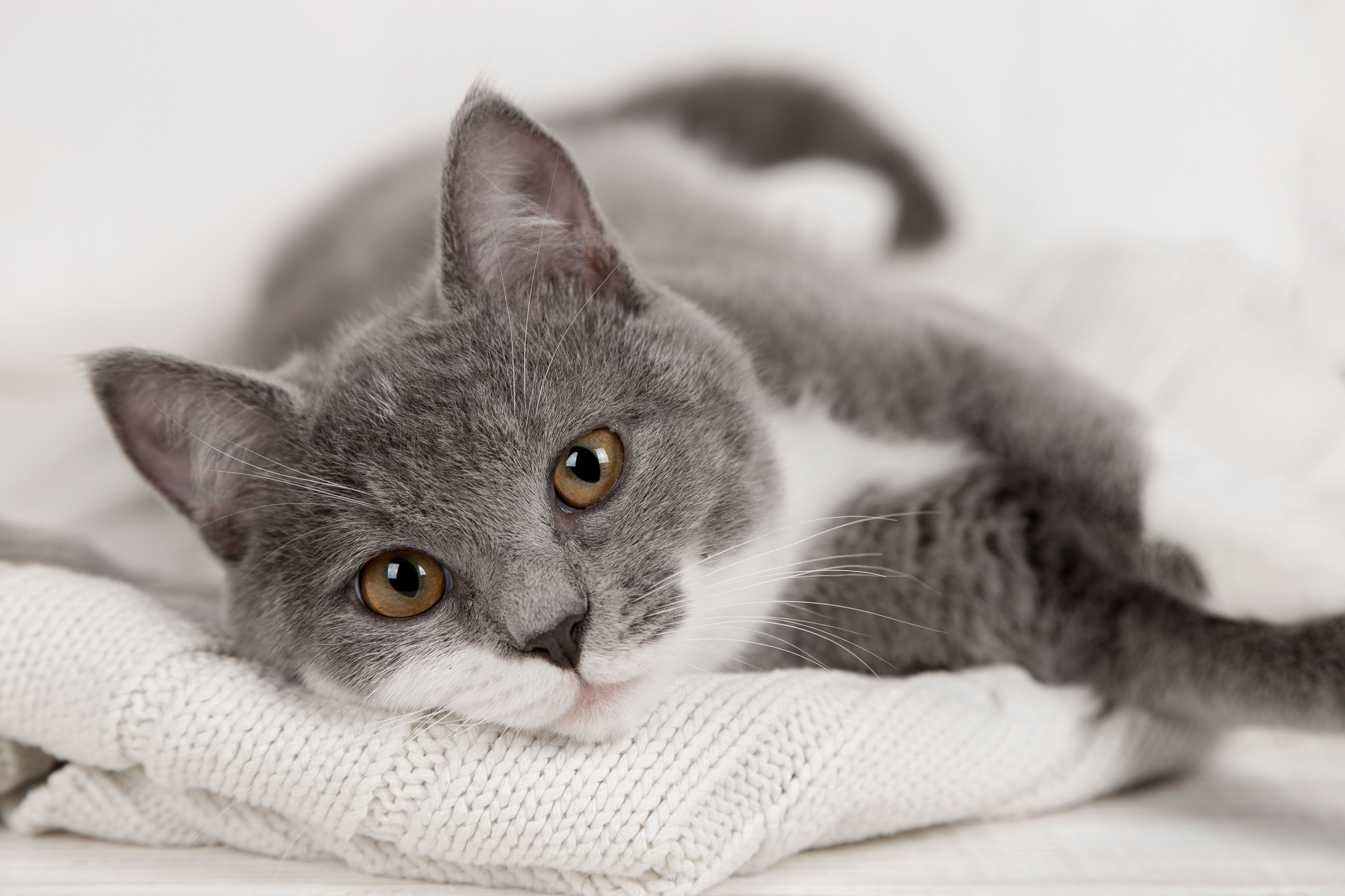 Tick-Borne Diseases in Cats: What You Need to Know
