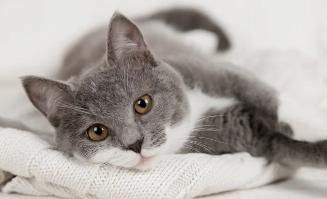 Tick-Borne Diseases in Cats: What You Need to Know