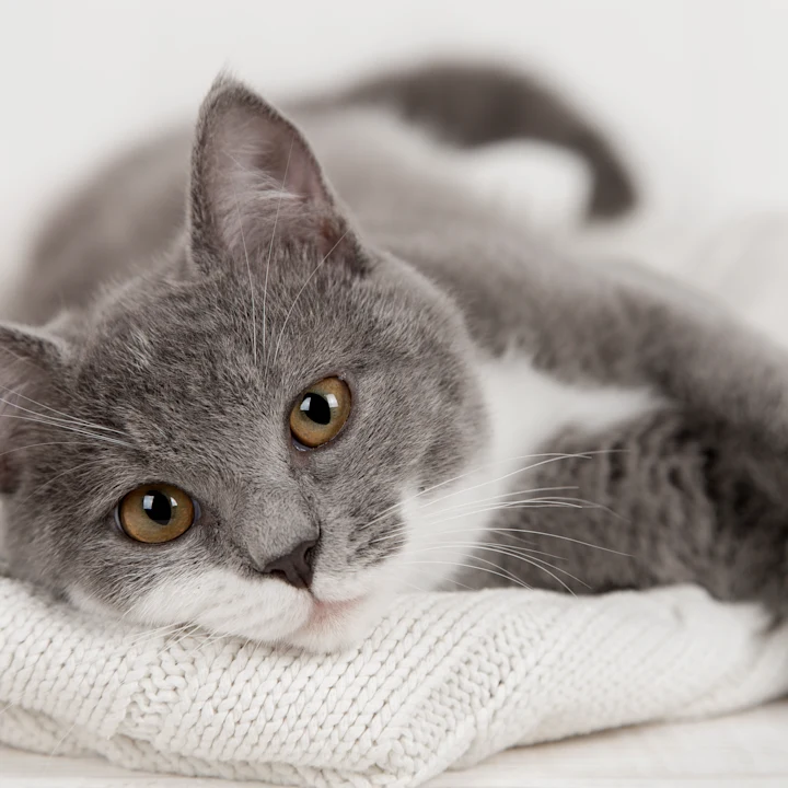 Tick-Borne Diseases in Cats: What You Need to Know