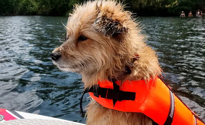 Fun Things to Do in Lake Buena Visita, FL with Your Dog