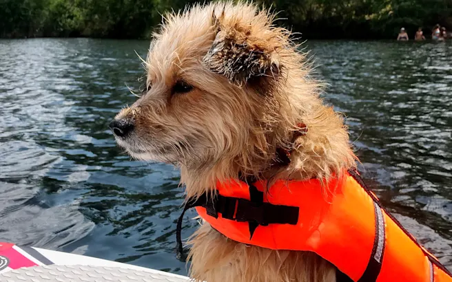 Fun Things to Do in Lake Buena Visita, FL with Your Dog