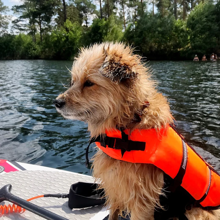 Fun Things to Do in Lake Buena Visita, FL with Your Dog
