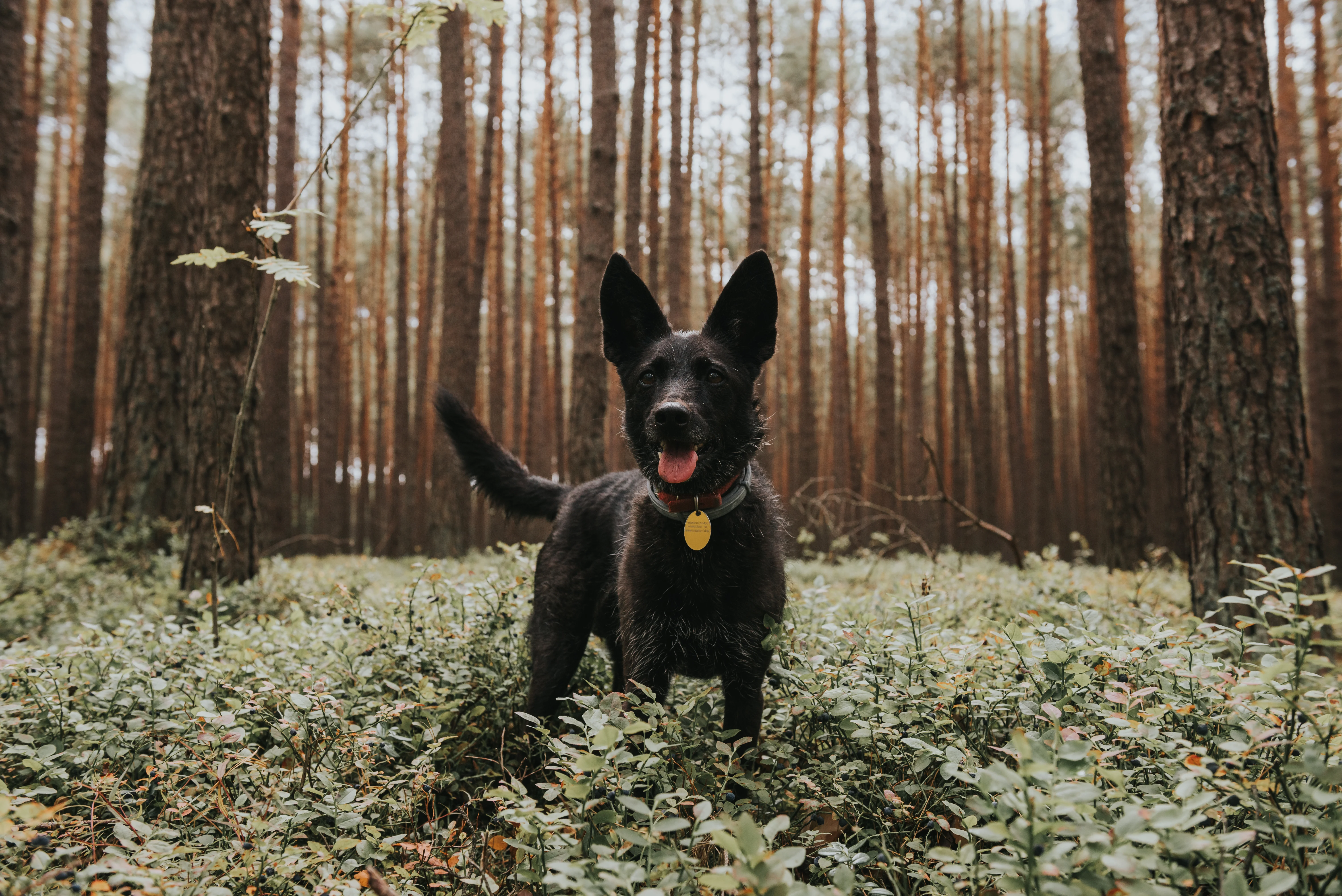 Understanding Lyme Disease in Pets