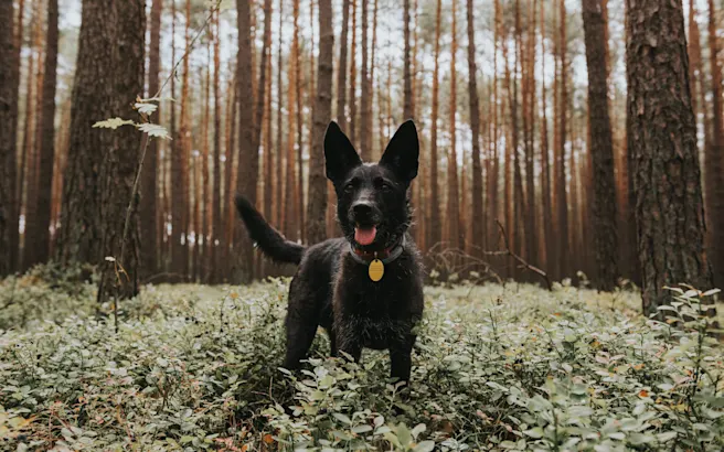 Understanding Lyme Disease in Pets