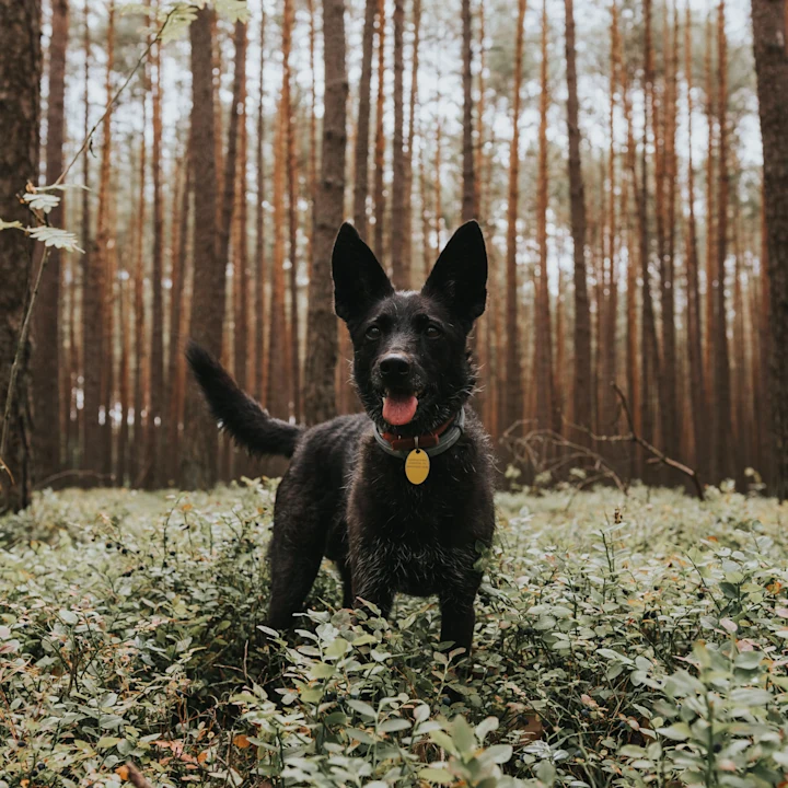 Understanding Lyme Disease in Pets