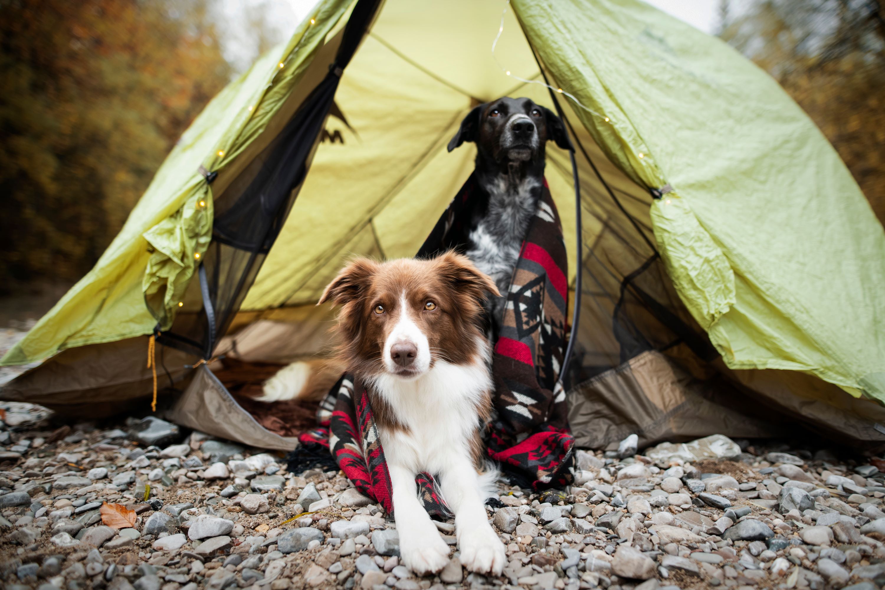 Common Illnesses in Dogs After Outdoor Adventures