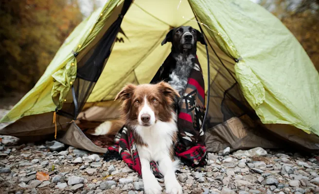 Common Illnesses in Dogs After Outdoor Adventures