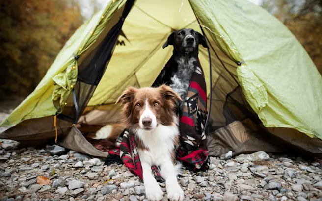 Common Illnesses in Dogs After Outdoor Adventures