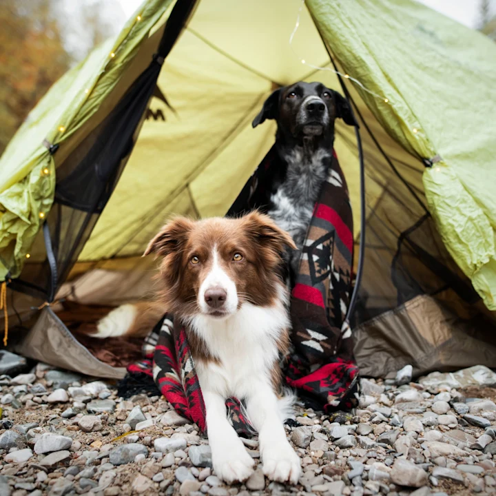 Common Illnesses in Dogs After Outdoor Adventures