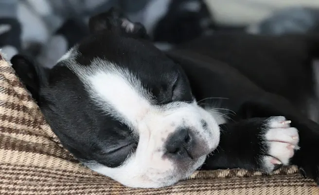 Dog Black Diarrhea: What Causes Black Dog Poop | Petfolk