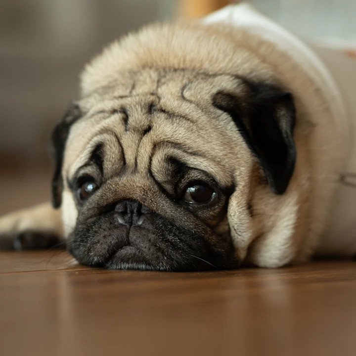 Understanding Heartworm Disease in Dogs