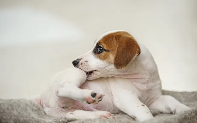 Recognizing Tick Bite Symptoms in Pets