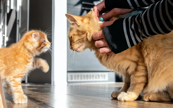 How to Introduce Your New Pet to Your Current Pet