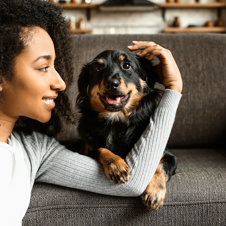 The Essential Pet Sitter Information List