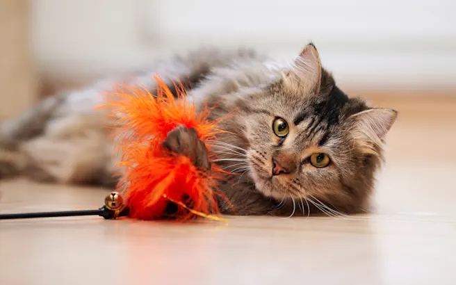 The Benefits of Pet Dental Care in Cats