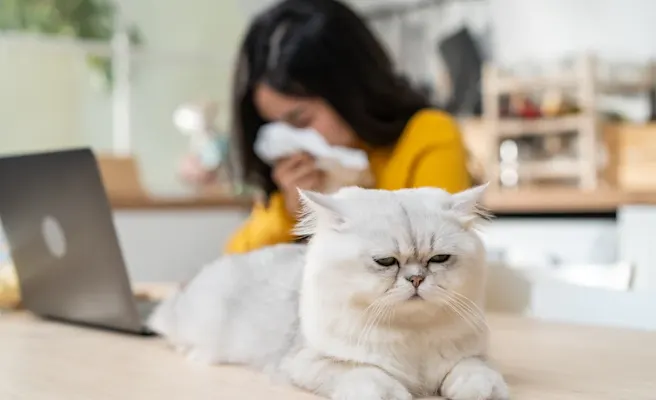 Seasonal Allergies in Cats: Signs and How to Handle Them