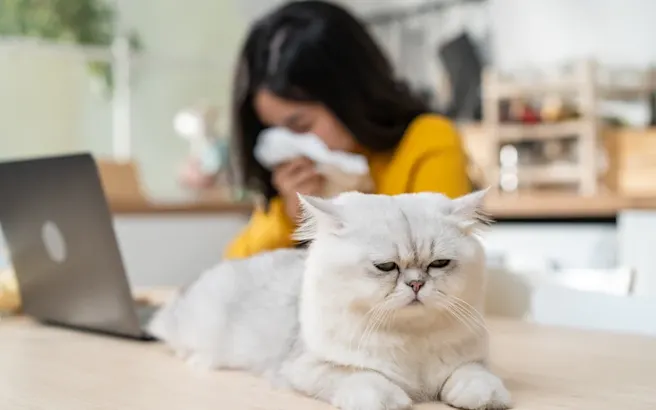 Seasonal Allergies in Cats: Signs and How to Handle Them
