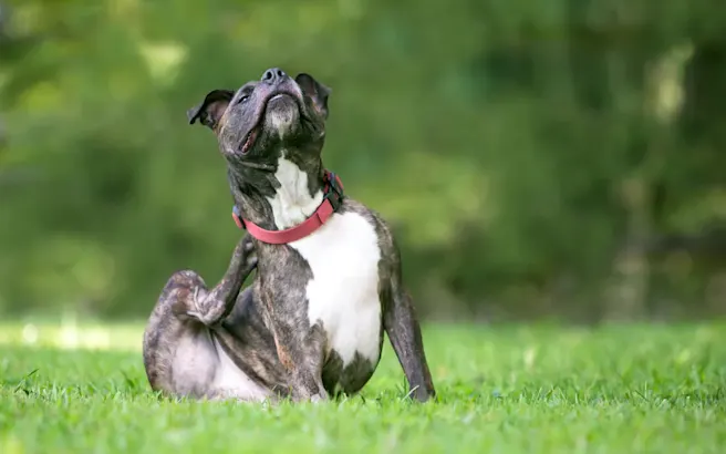 Seasonal Allergies in Dogs and How to Handle Them