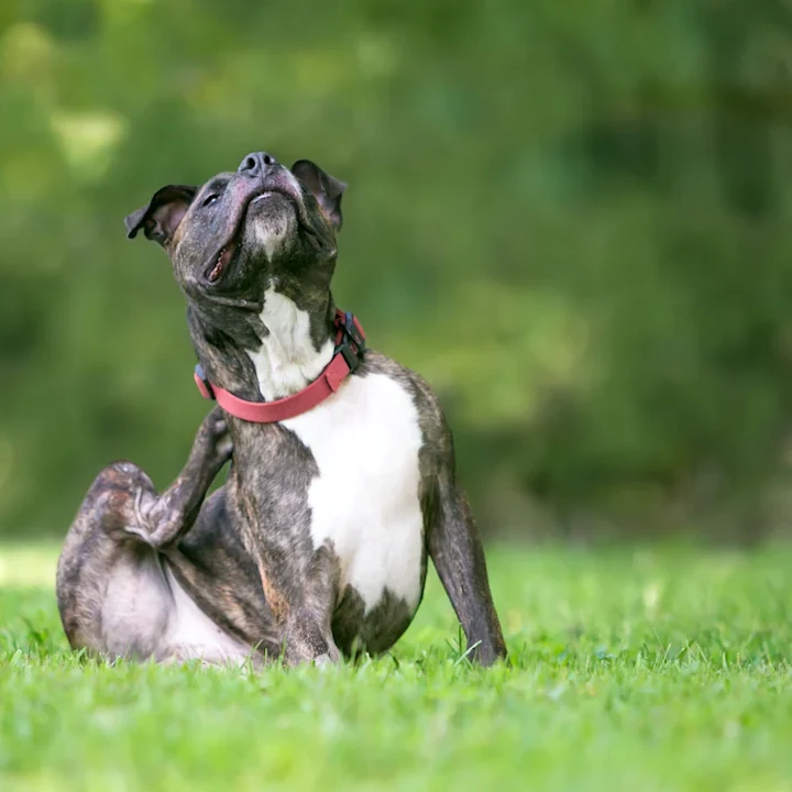 Seasonal Allergies in Dogs and How to Handle Them