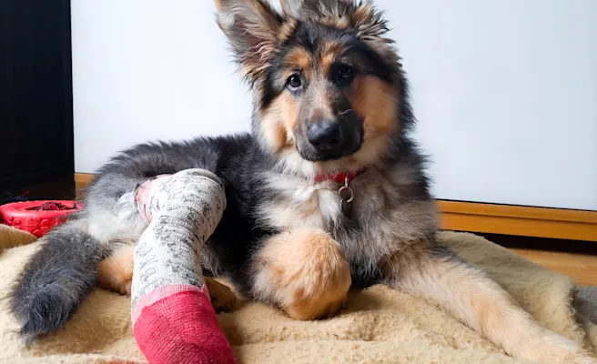 What is Pet Insurance, and Why Do I Need It Now?