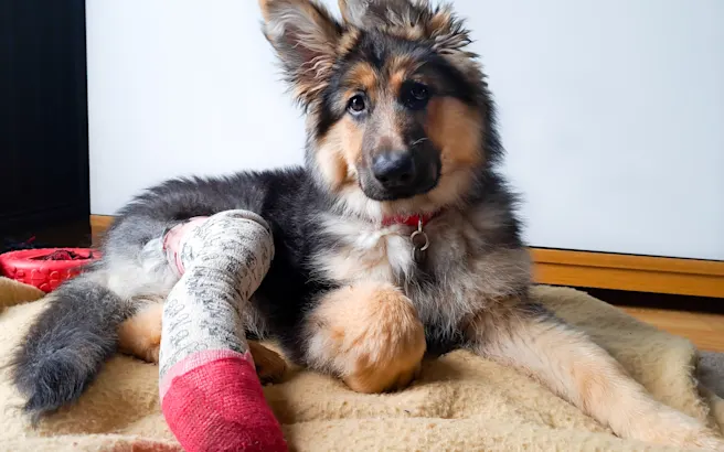 What is Pet Insurance, and Why Do I Need It Now?