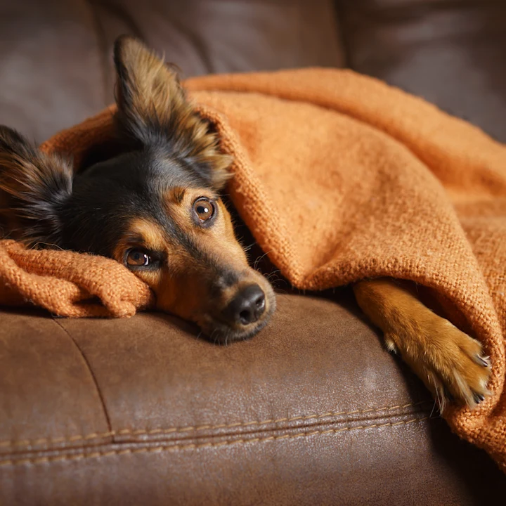Learning How to Tell if Your Dog or Cat is Sick