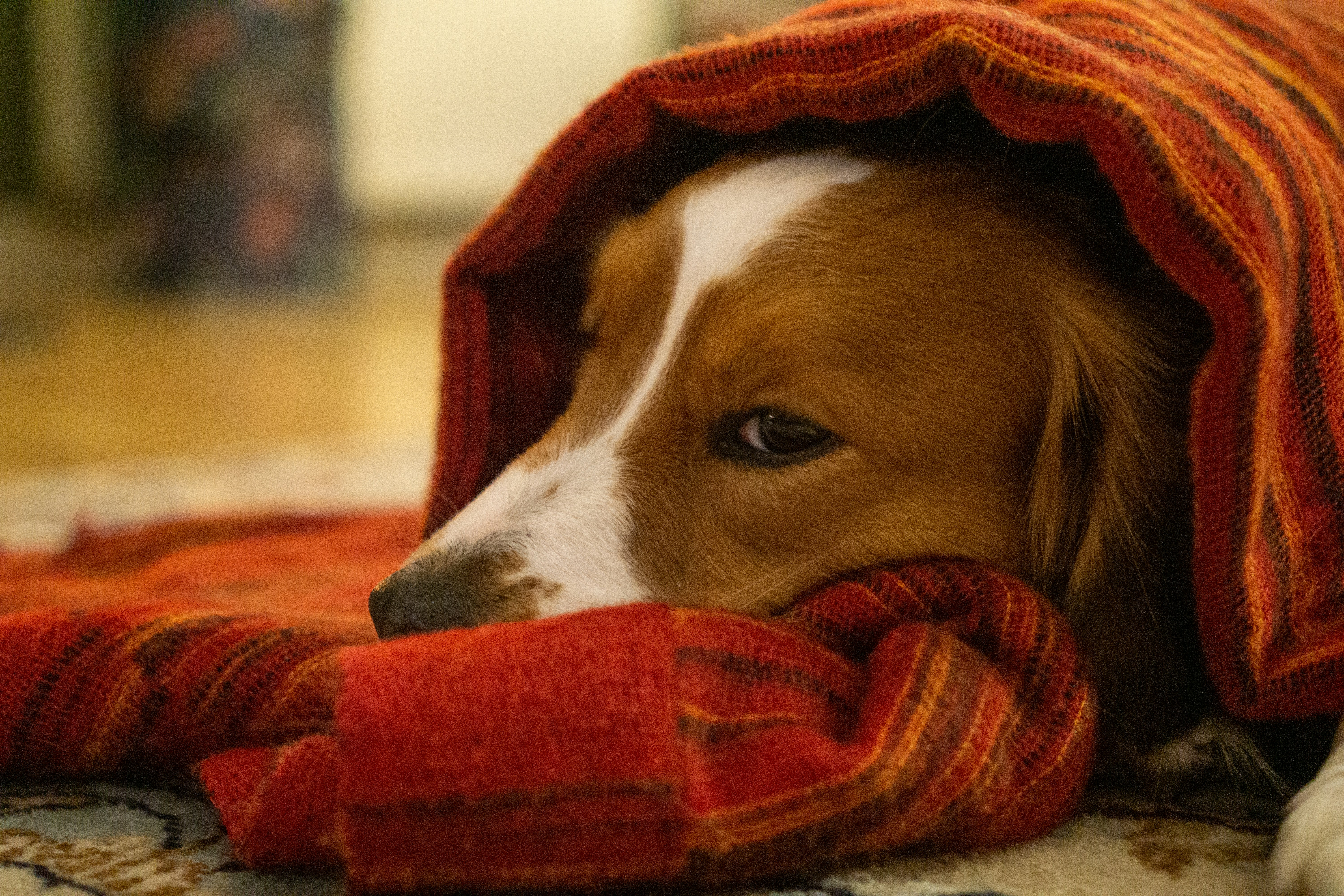 What is Dog Regurgitation vs. Vomiting? | Petfolk