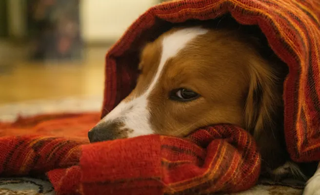 What is Dog Regurgitation vs. Vomiting? | Petfolk