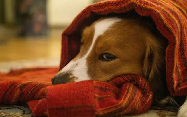 What is Dog Regurgitation vs. Vomiting? | Petfolk