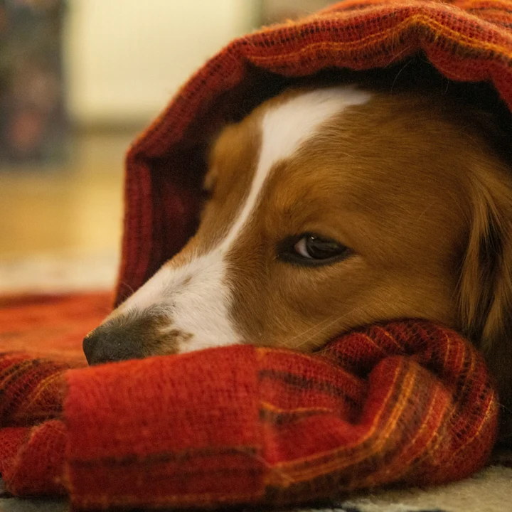 What is Dog Regurgitation vs. Vomiting? | Petfolk