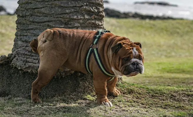 Why Is My Dog Peeing So Much