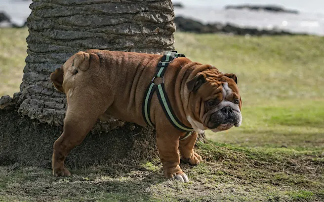 Why Is My Dog Peeing So Much