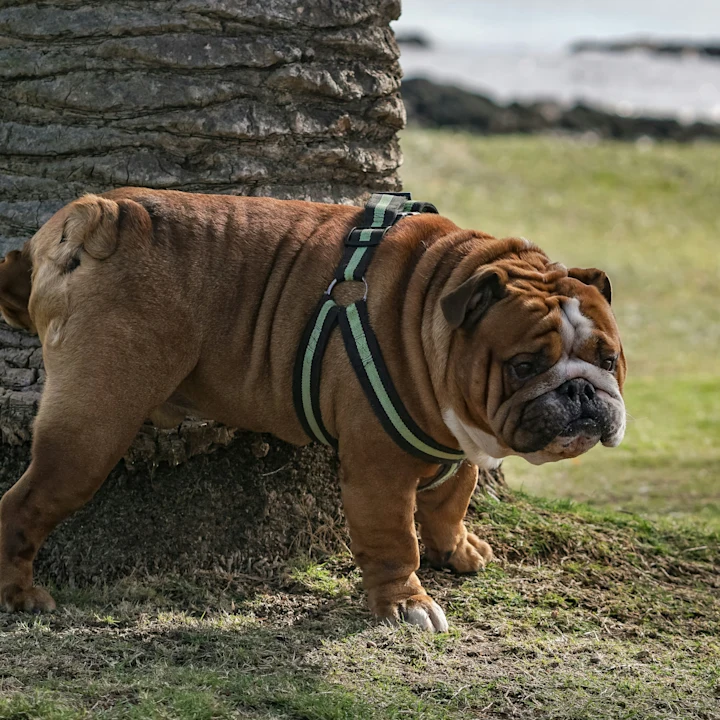 Why Is My Dog Peeing So Much