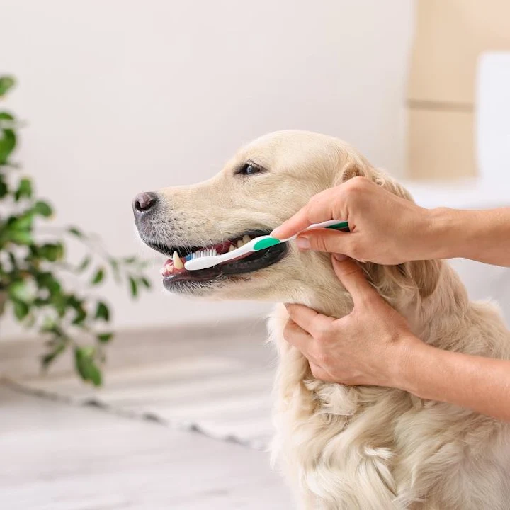 How to Maintain Optimal Dental Health for Your Dog