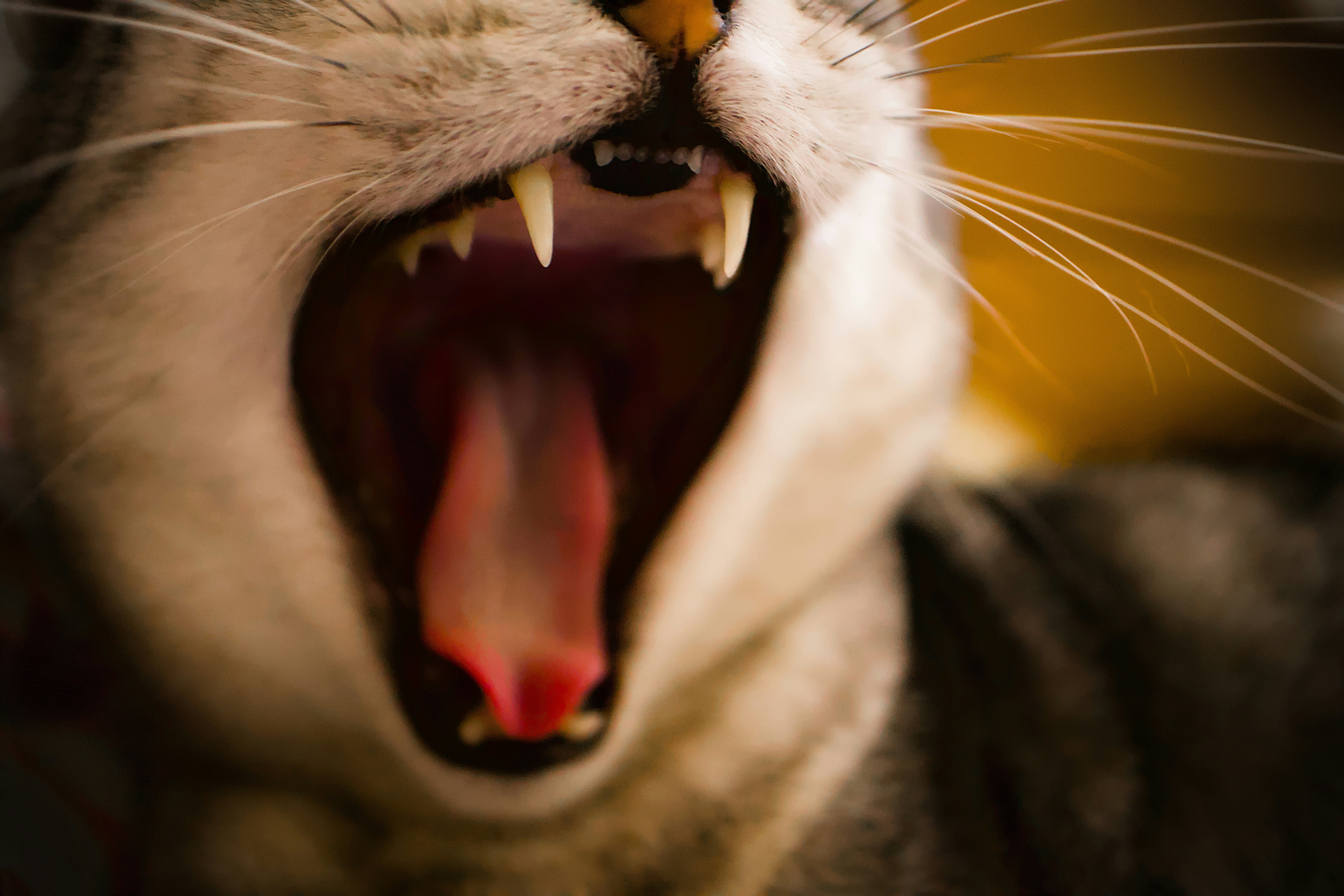Gingivitis in Cats: Treatment & Prevention Guide