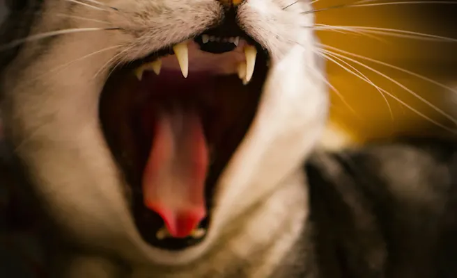 Gingivitis in Cats: Treatment & Prevention Guide