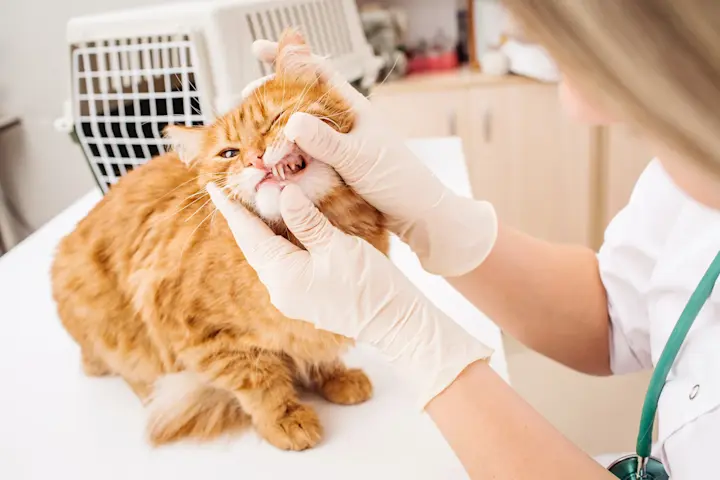 is gabapentin good for tooth pain in dogs