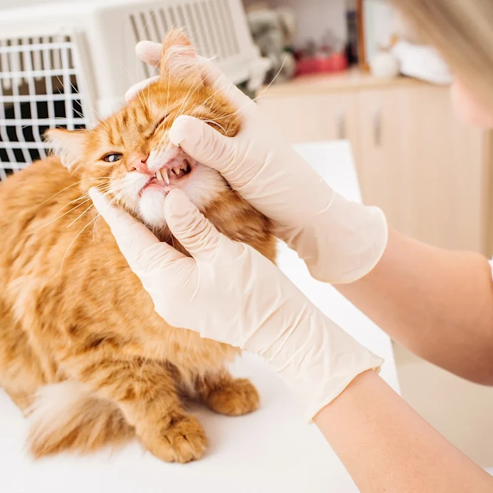 What is Periodontal Disease and How to Prevent It