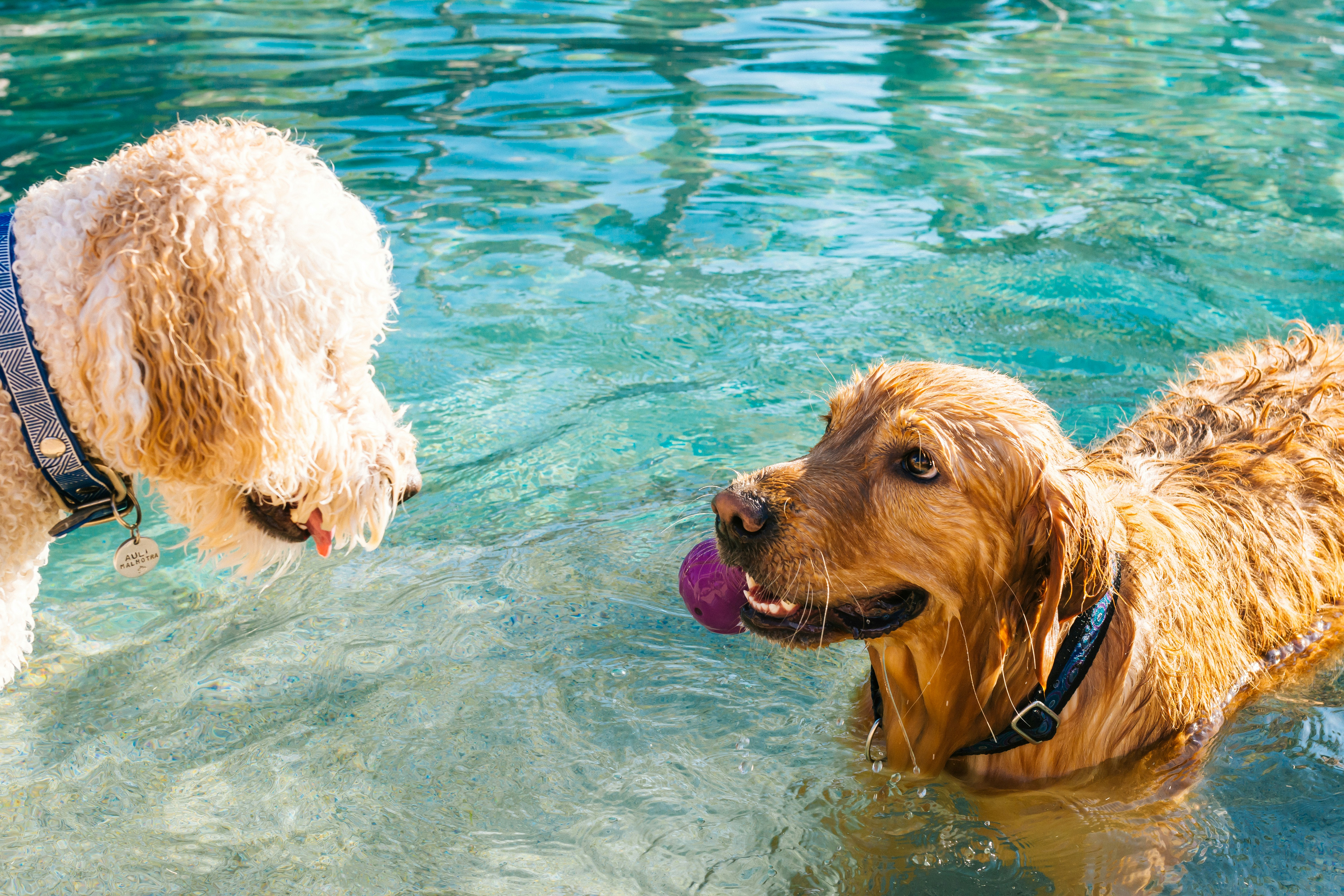 Best Dog-Friendly Springs in Florida