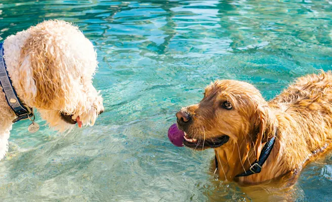 Best Dog-Friendly Springs in Florida
