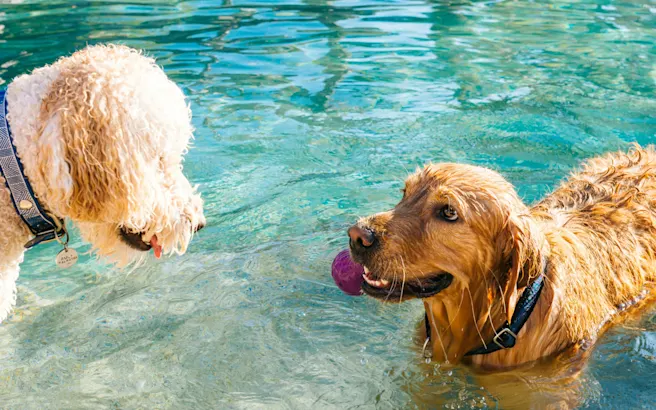 Best Dog-Friendly Springs in Florida