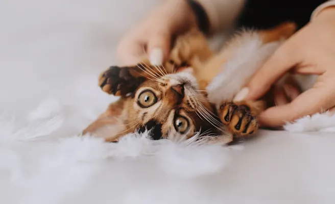 How to Bond with Your Kitten