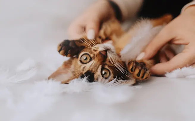 How to Bond with Your Kitten