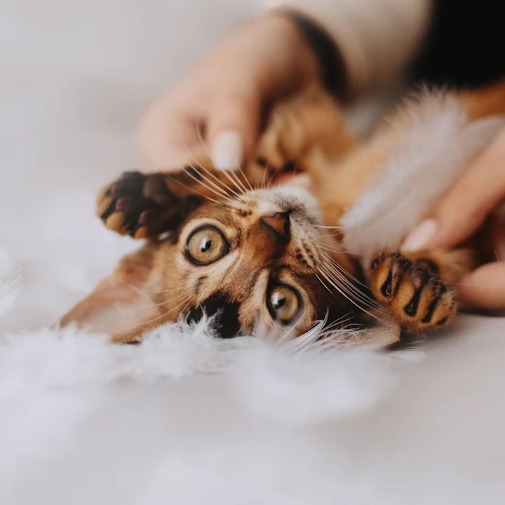 How to Bond with Your Kitten