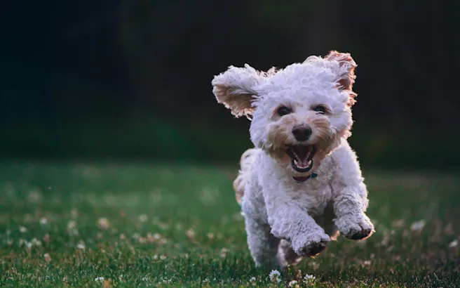 Swollen Gums in Dogs and How They Are Treated
