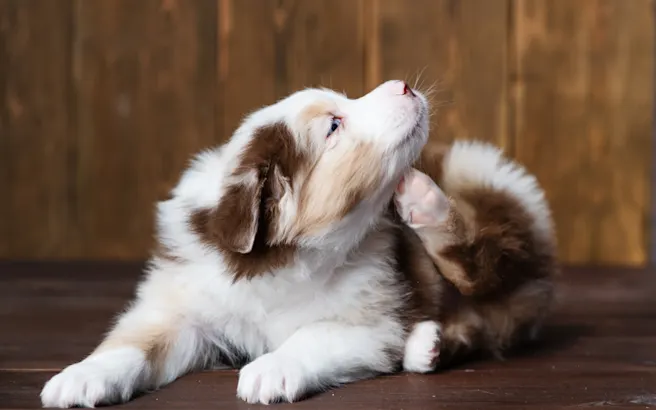 Understanding Flea-Associated Diseases